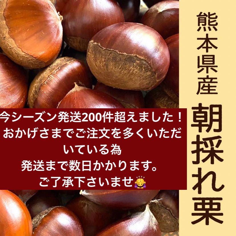 熊本県産 朝採れ栗 熊本産 栗の通販ページです。早生・銀寄・