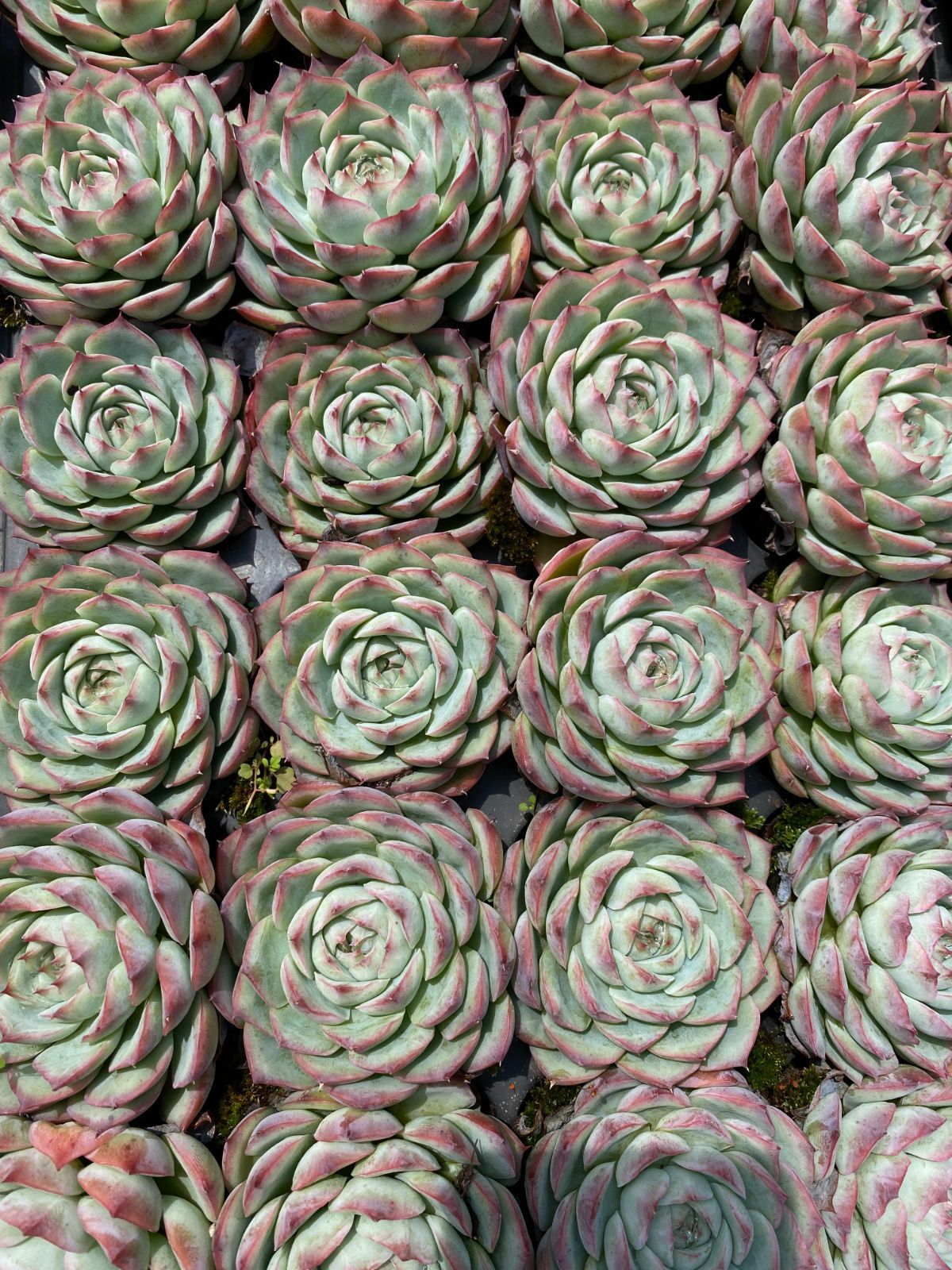 多肉植物❗️赤字覚悟　韓国苗　斑入り　錦8種セット❗️ お得！大人気 多肉植物 エケベリア錦 8苗セット 多肉植物 kimizuenta29