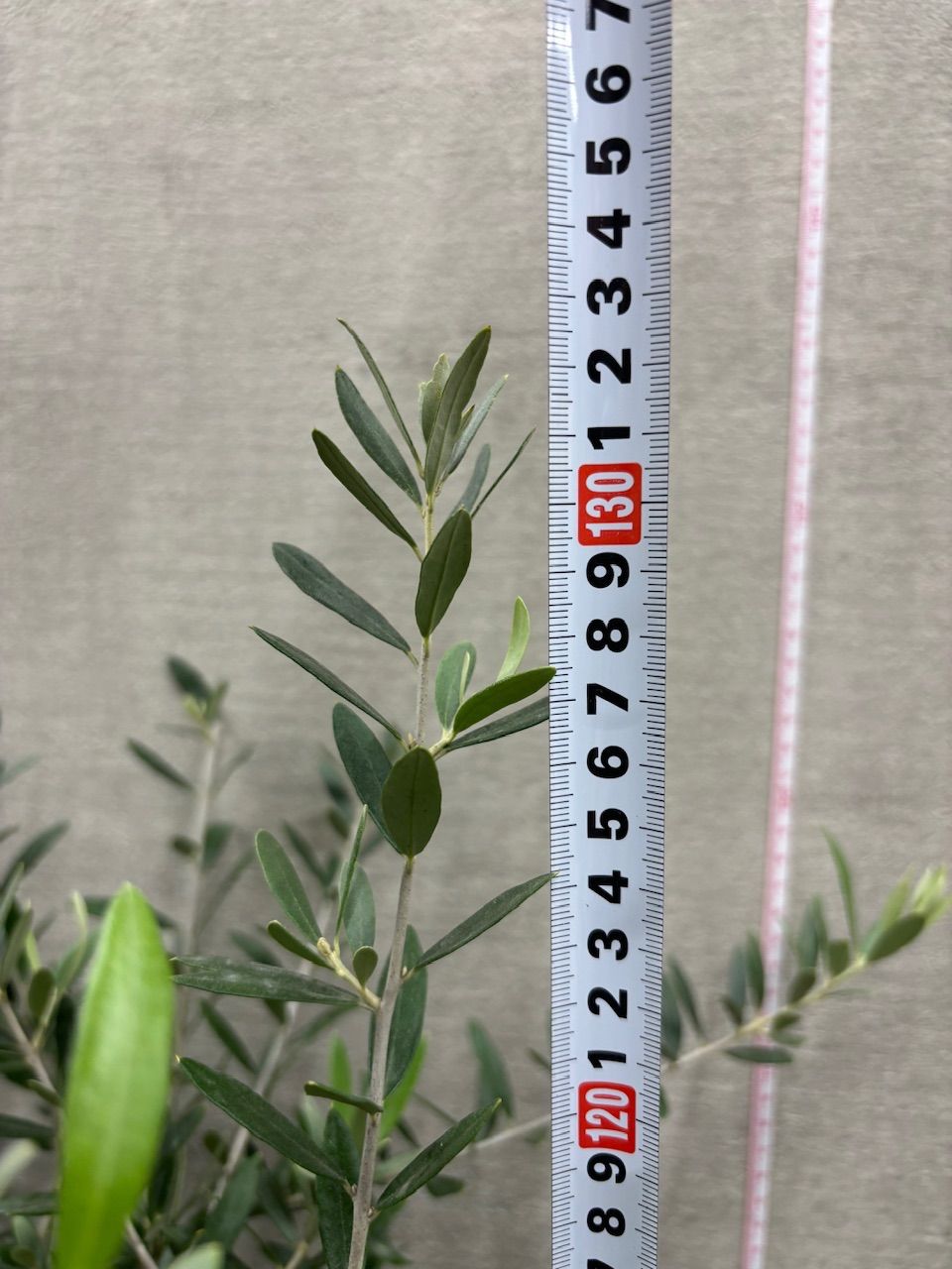 新規入荷【現品】オリーブ8号 創樹 souju ペンドリーノ 黒鉢 管理番号