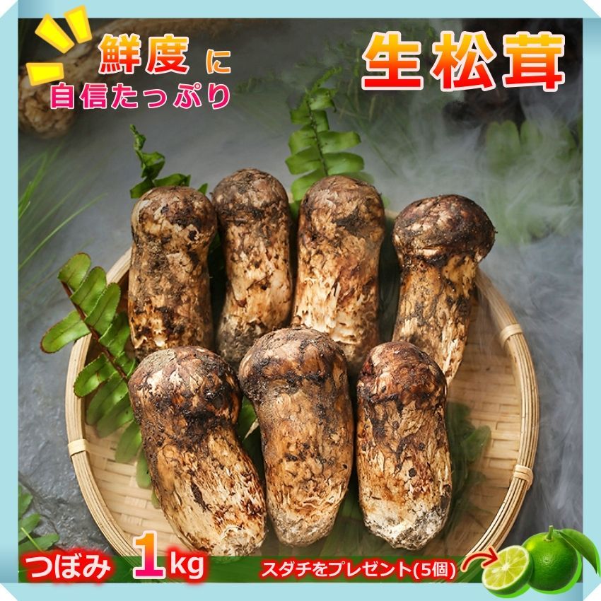 旬！松茸 1kg 箱売り（旬！松茸 2kg 箱売り（生鮮 松茸 2kgの