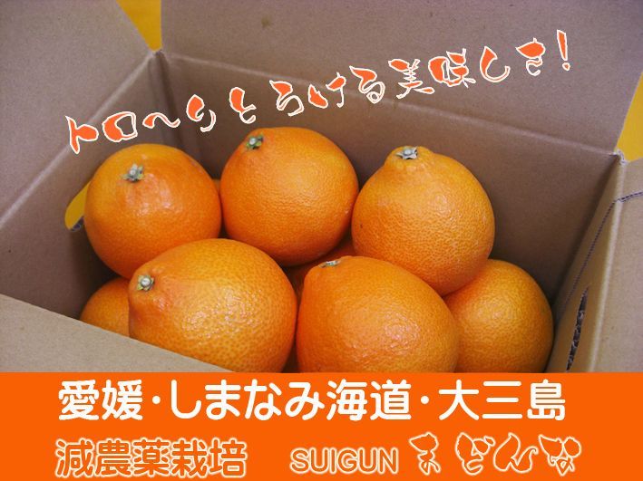 SUIGUNマドンナ L・LL玉 6Kｇ】とろ～り！ゼリー感覚 激美味