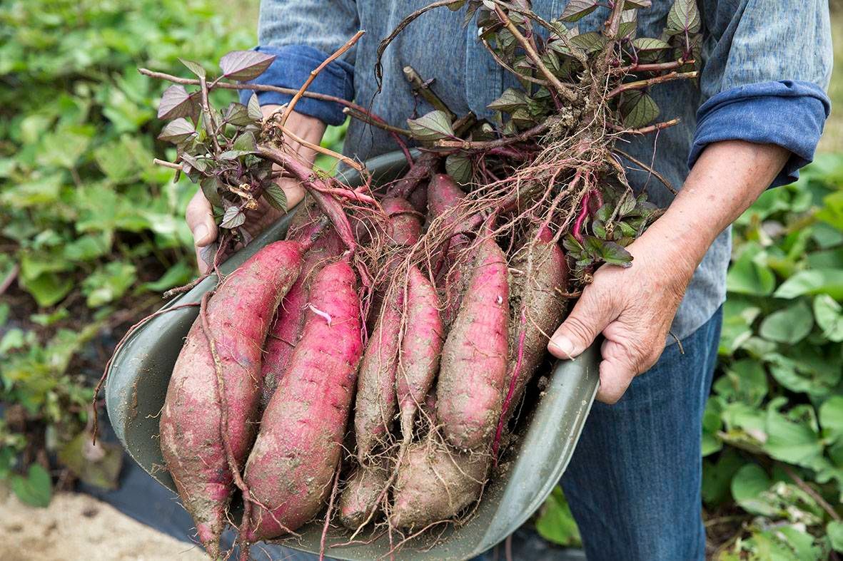 OPEN記念価格　紅はるか 黄金干し芋　平切り5kg　無添加　新物　さつまいも 紅はるか 黄金干し芋 平切り 1kg 無添加 新物 さつまいも 訳あり