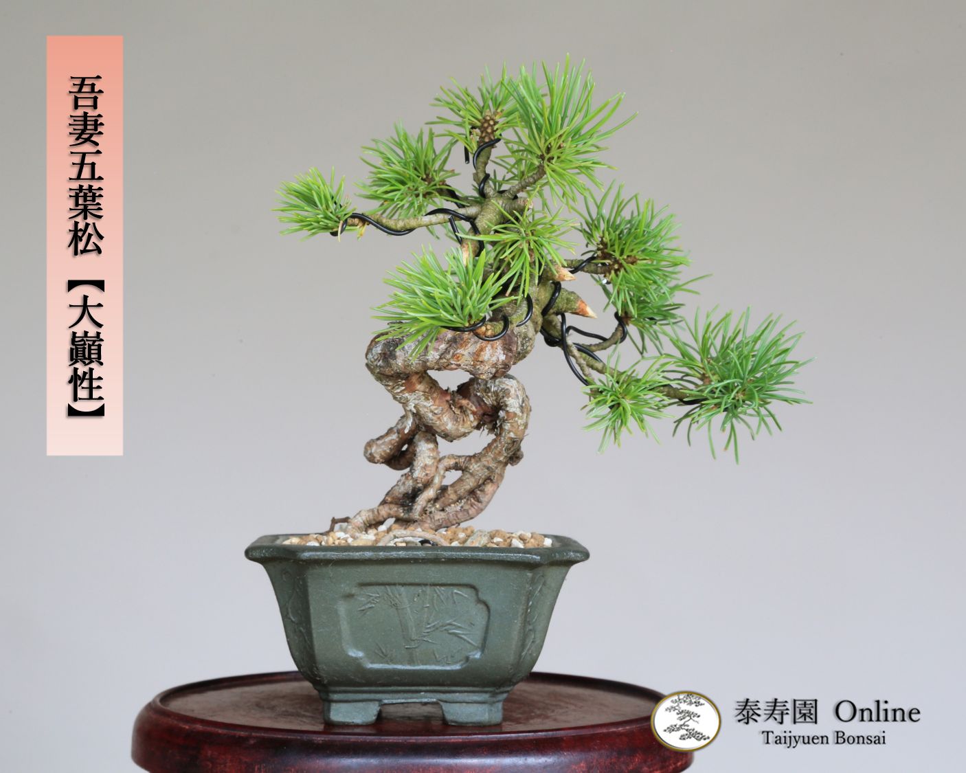 吾妻五葉松 大巓性 ダイテンショウ 実生 根上り 小品盆栽 泰寿園 Online 現品 盆栽 松柏 室内 鑑賞 趣味 卓上盆栽 盆栽鉢 グリーン 和 ギフト プレゼント 贈答品 ミニ盆栽 誕生日 母の日 父の日 敬老の日 記念日 お祝い 35