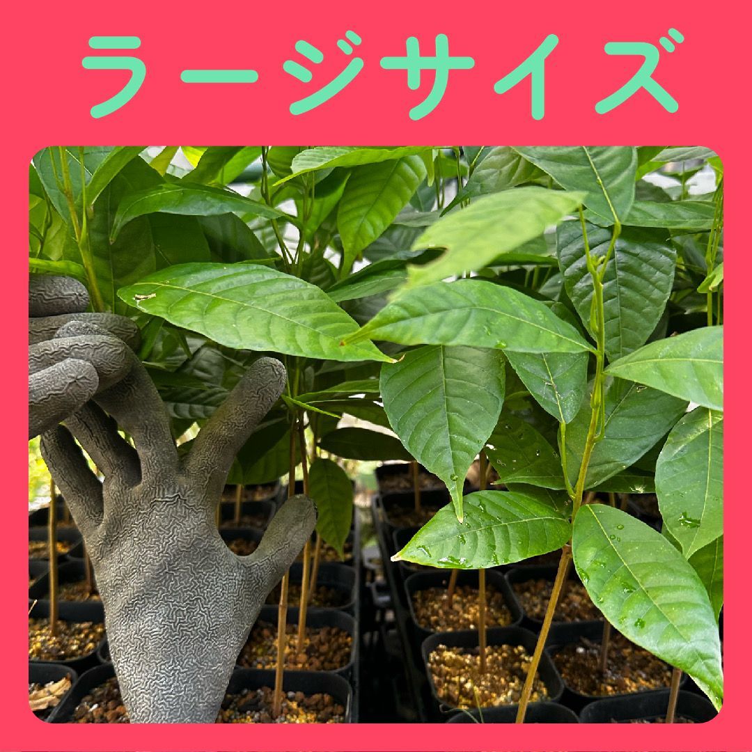 2株