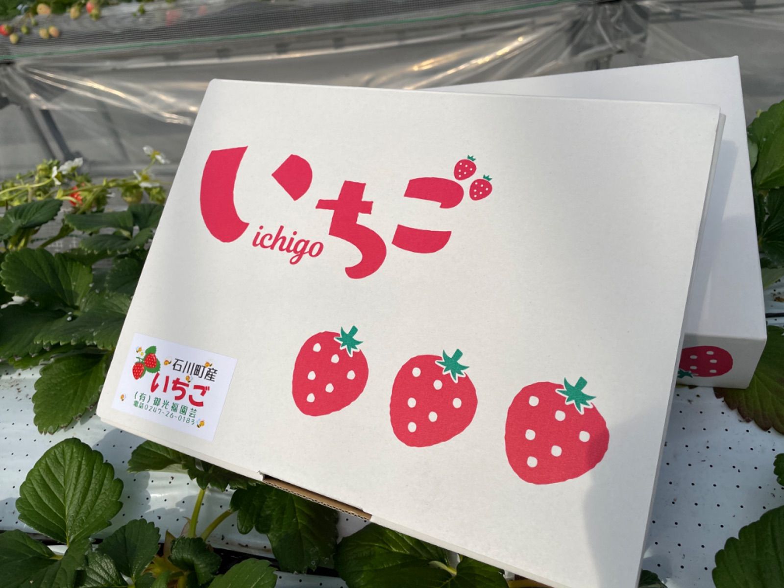 紅白いちご2パックセット(天使のいちご®️・赤いちご)クール便-3