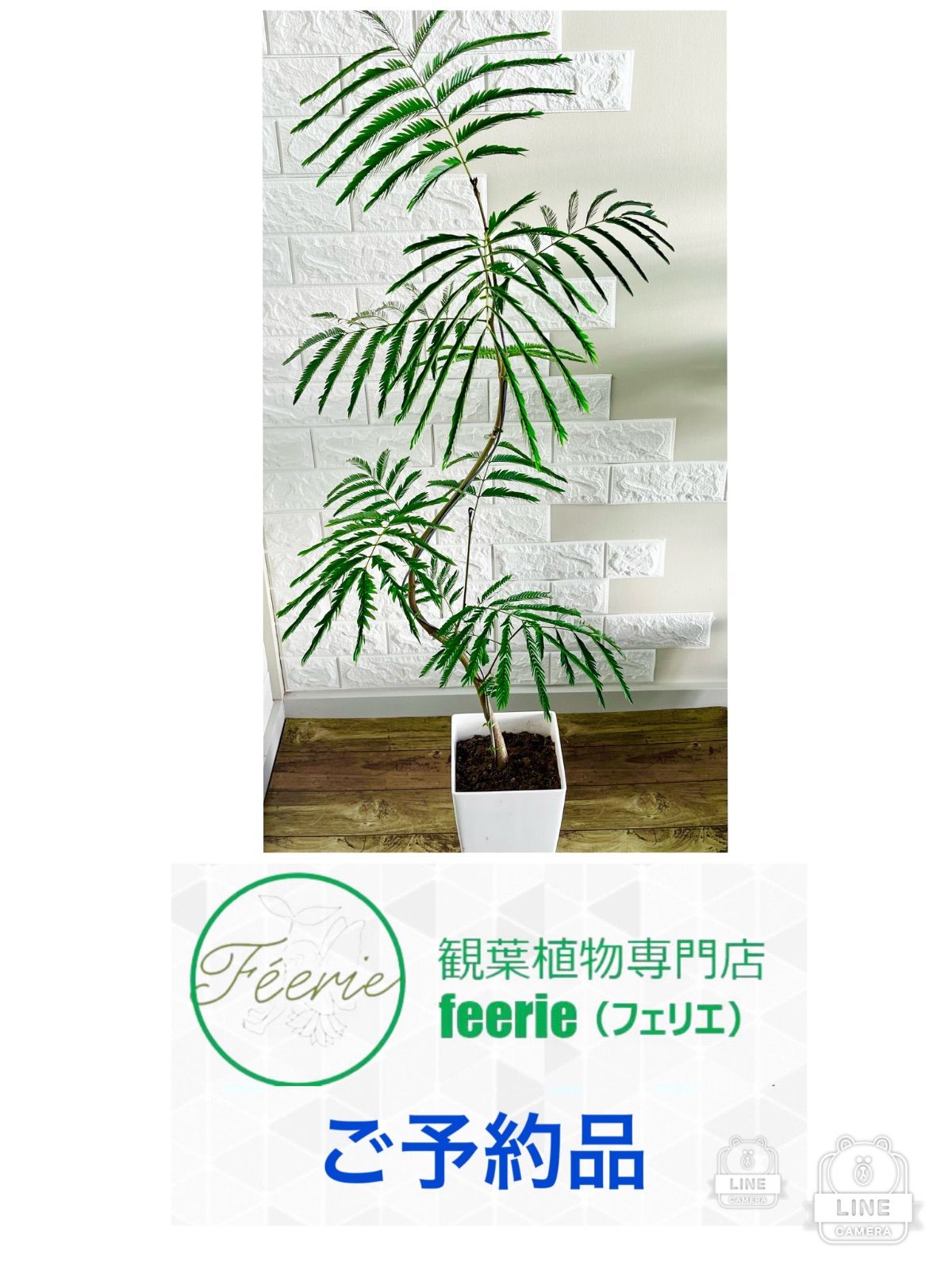 観葉植物 エバーフレッシュ⭐️曲がり⭐️約120cm