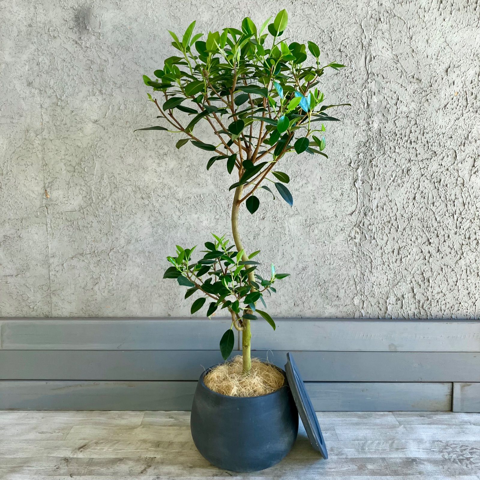 ユッカ ロストラータ 500 panda92様専用 ユッカ・ロストラータ