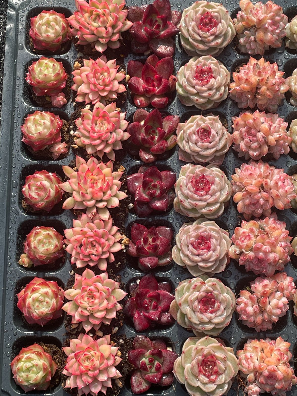 Amazon.co.jp: 未使用☆Tommy heavenly6 バッグ グッズ