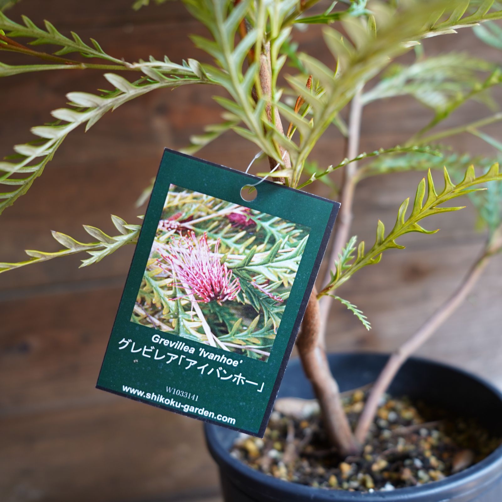 グレビレア　アイバンホーン　高さ145㌢　オージープランツ グレビレア アイバンホー | To.r 植物店