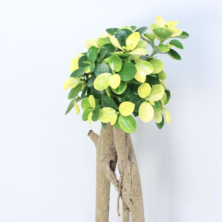 黄斑入り パンダガジュマル ドワーフ 気根仕立て 高さ約89cm 7号鉢