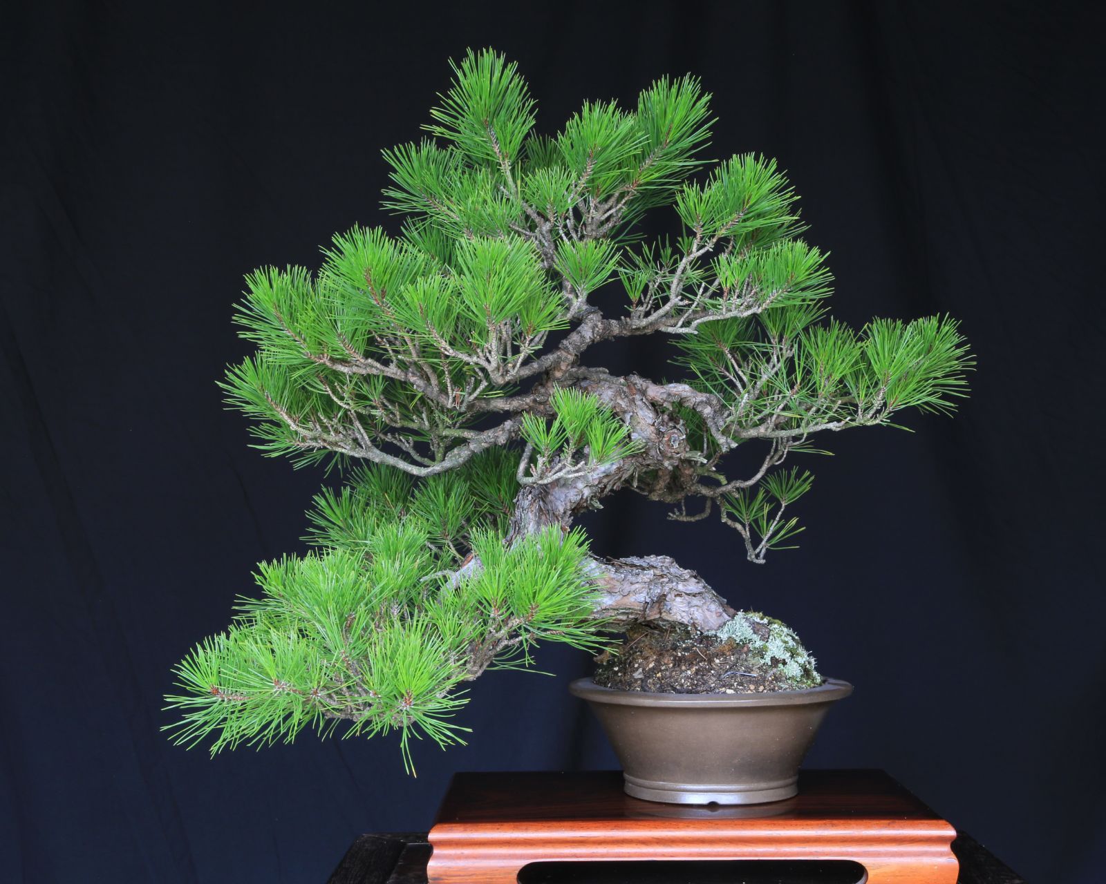 赤松の盆栽 中品 　山木 赤松の盆栽 中品 山木