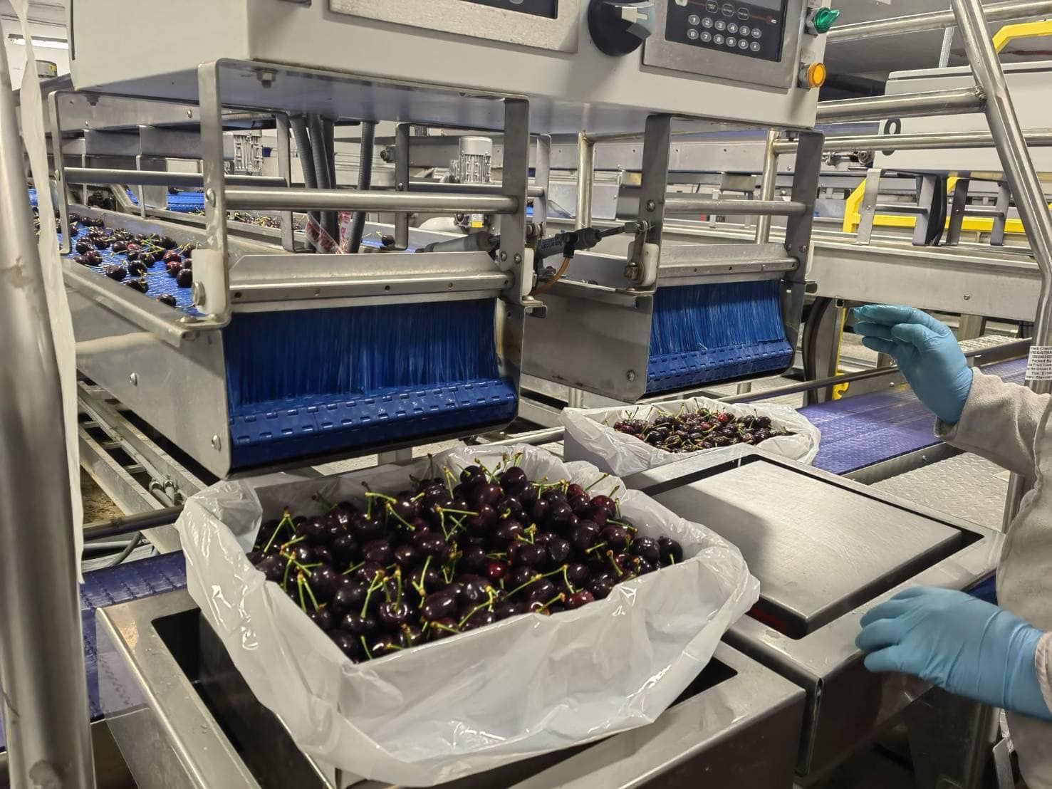 5kg 超大粒カナダ産チェーリ サクランボ 8.5Rさくらんぼ クール便発送 Amazon.co.jp: 超大粒果物 カナダ産チェリーさくらんぼ