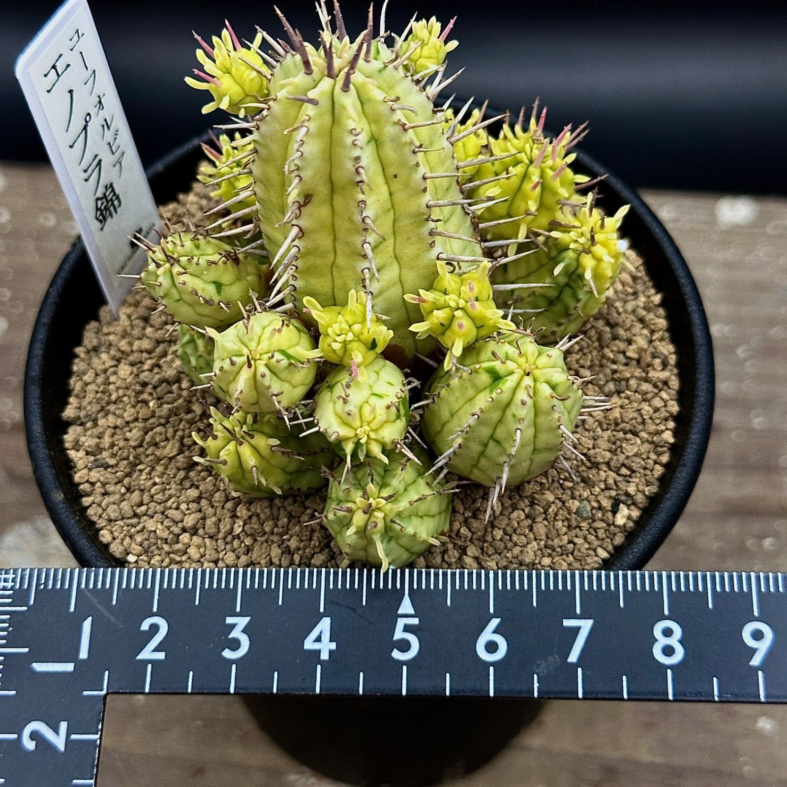 激レア】ユーフォルビア エノプラ 錦 斑入り 抜き苗で発送