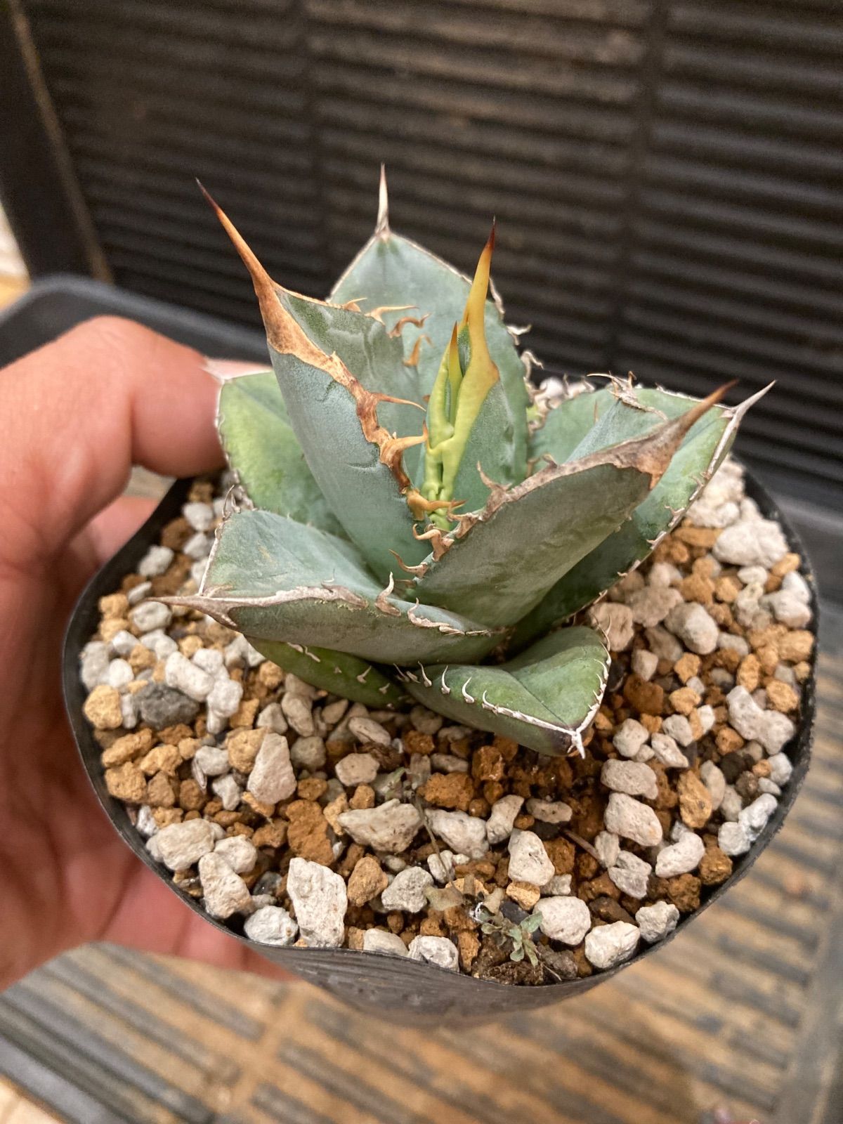 美品 元箱あり☆香蘭社 ルリ胡蝶蘭 陶画 陶額 壁掛け フレーム入り アート