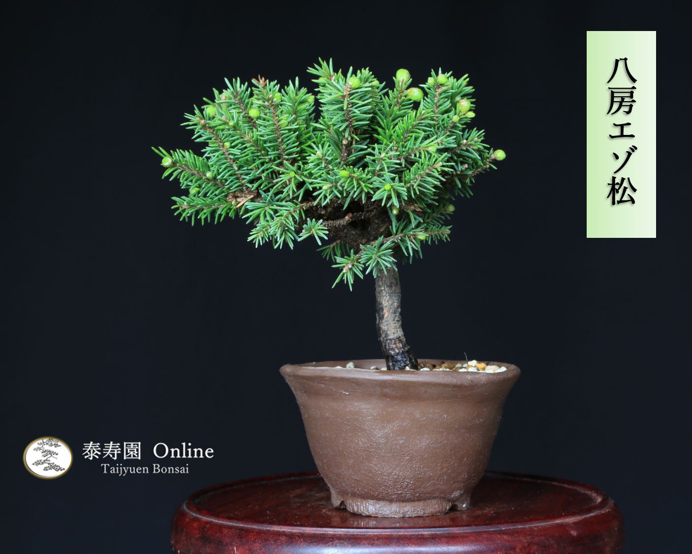 八房五葉松(松国宝) 八房五葉松【明星】 八房五葉松の人気品種【明星】の小品盆栽になり