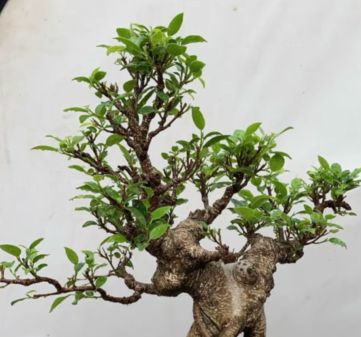 ケラリアピグマエア 発根済み 塊根 植物 コーデックス 大株 多肉植物