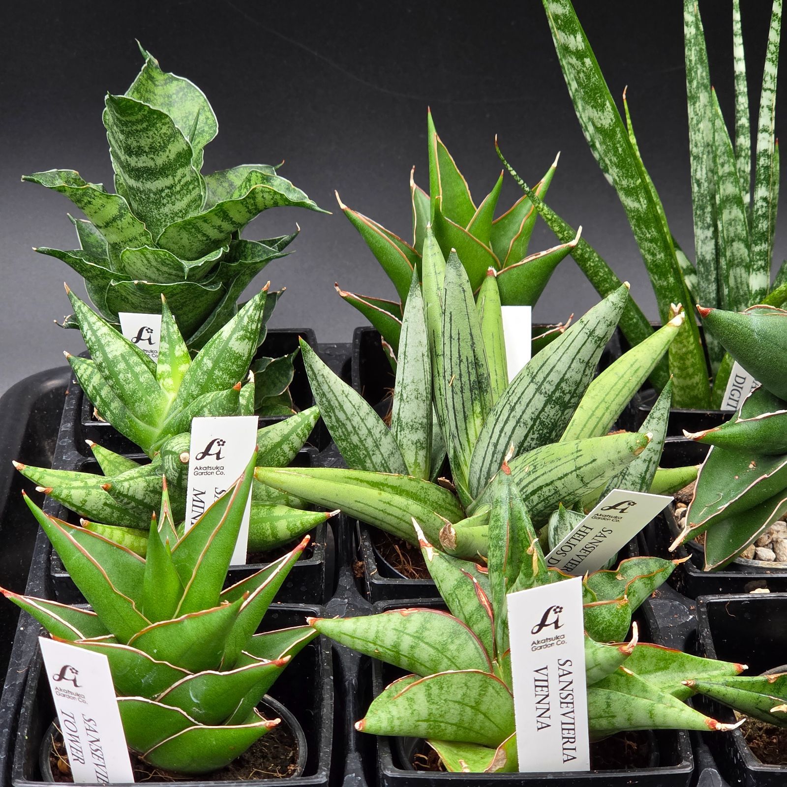 アガベ&希少サンセベリア　人気3種　お得セット アガベ&希少サンセベリア 人気3種 お得セット 楽天市場】サンスベリア