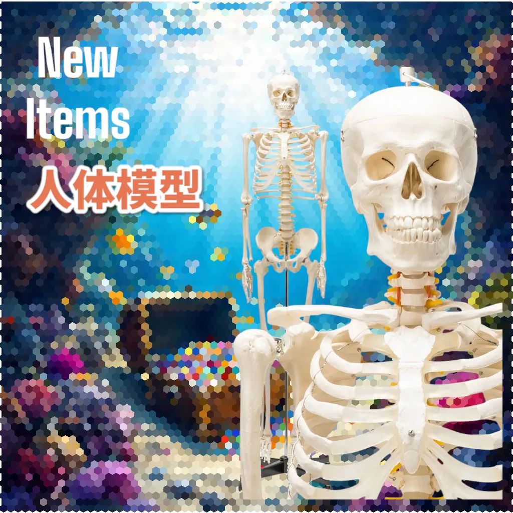 1743 人体模型 170cm 神経根有 骨格模型 ※北海道、沖縄離島配送料有  