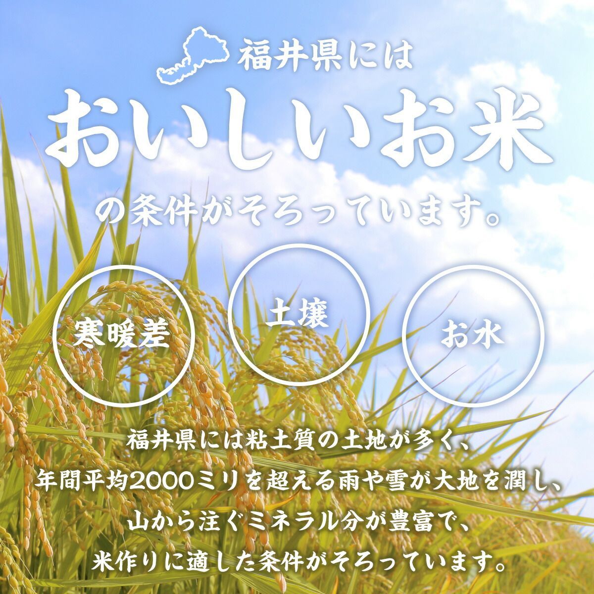 福井県産