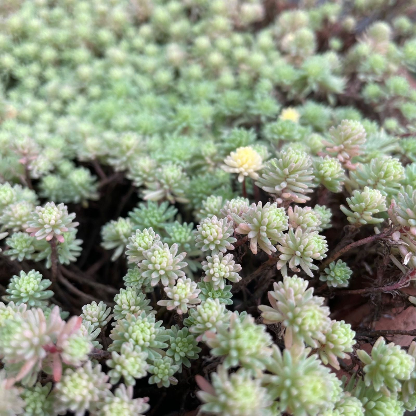 多肉植物 斑入りパリダム 30カット - メルカリ