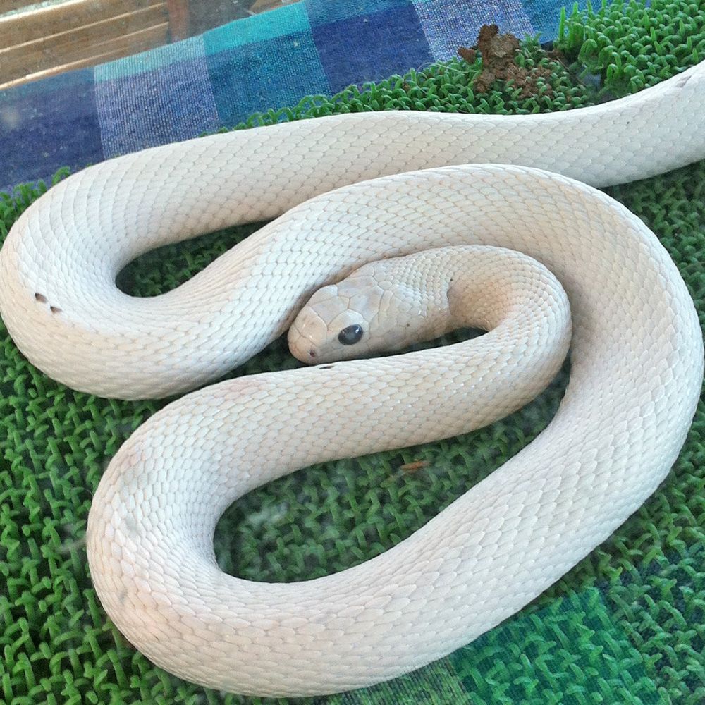 蛇の抜け殻【額装品】開運 寿文字 青スウェードで高級感抜群 お祝い品