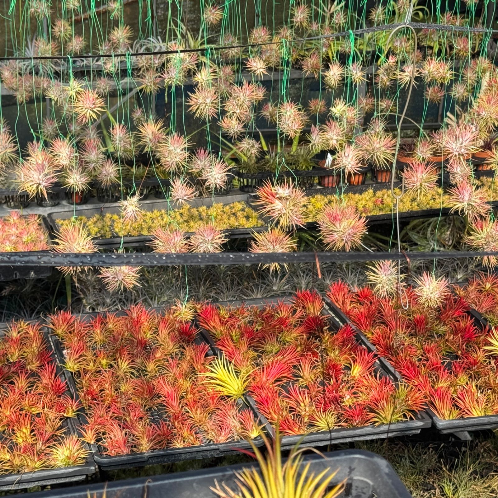 大＊ チランジア キセログラフィカ × ブラキカウロス Tillandsia