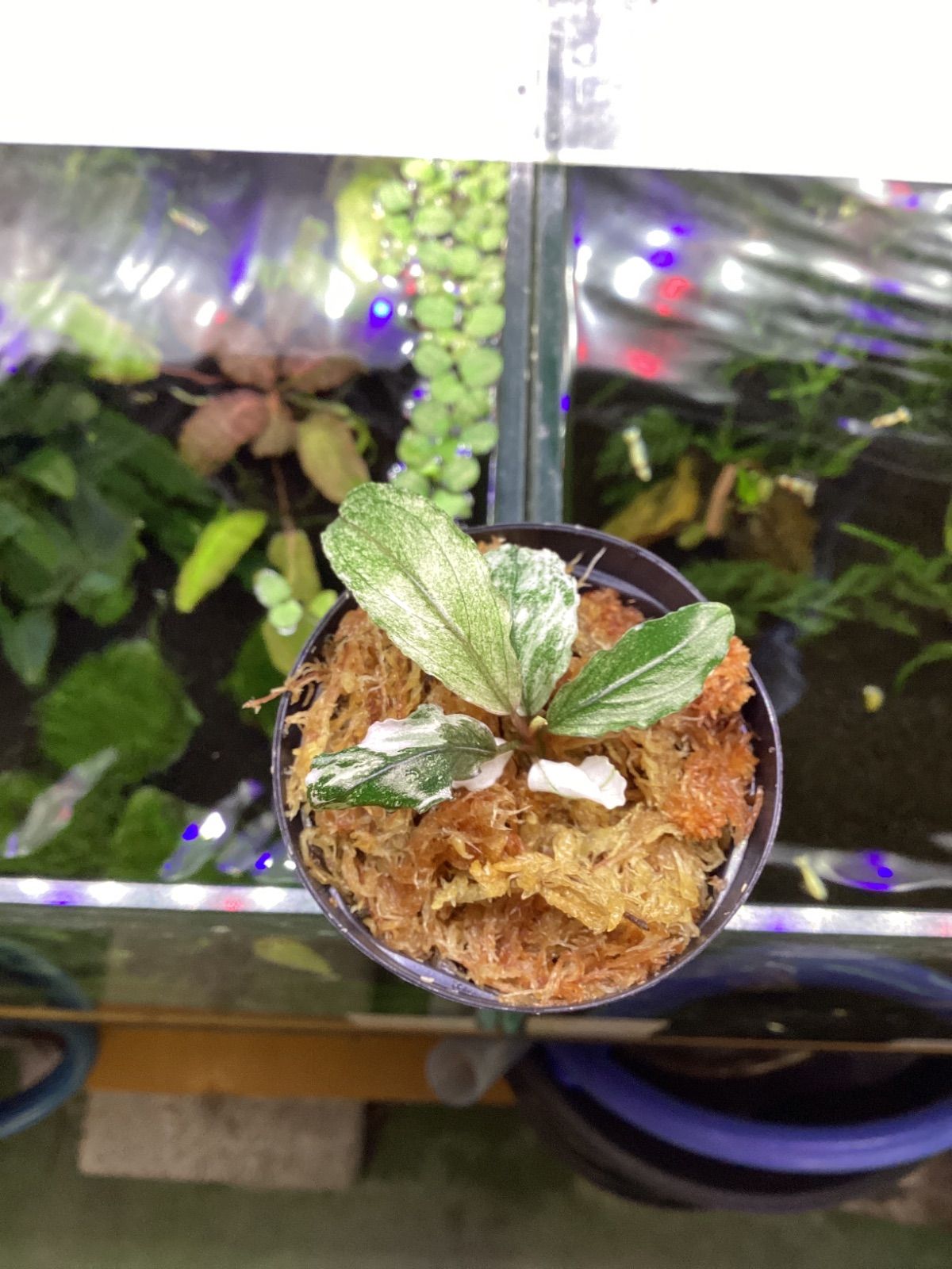 ○ 菅井 汲 星 ETOILE オリジナル リトグラフ サイン EDフレーム入