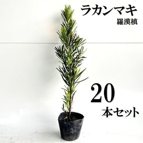 20本セット ラカンマキ樹高0.5m前後10.5cmポット