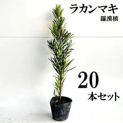 2025年最新】ラカンマキの人気アイテム - メルカリ