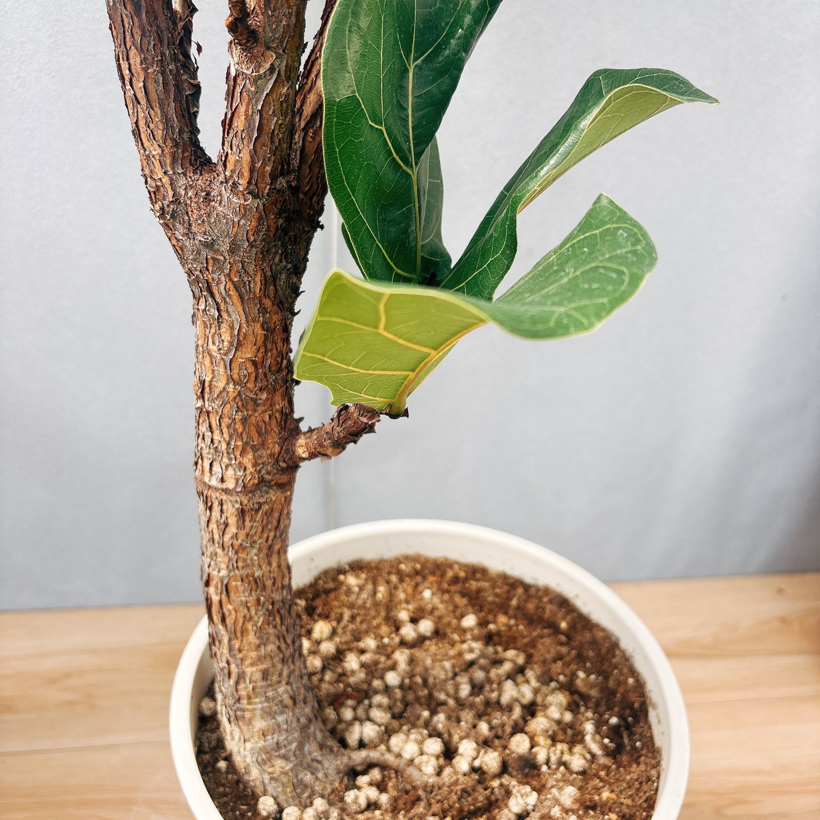 ［現品］4番　カシワバゴムノキ　フィカス　リラータ　ストレート　8号　大型　室内 現品］4番 カシワバゴムノキ フィカス リラータ ストレート 8号