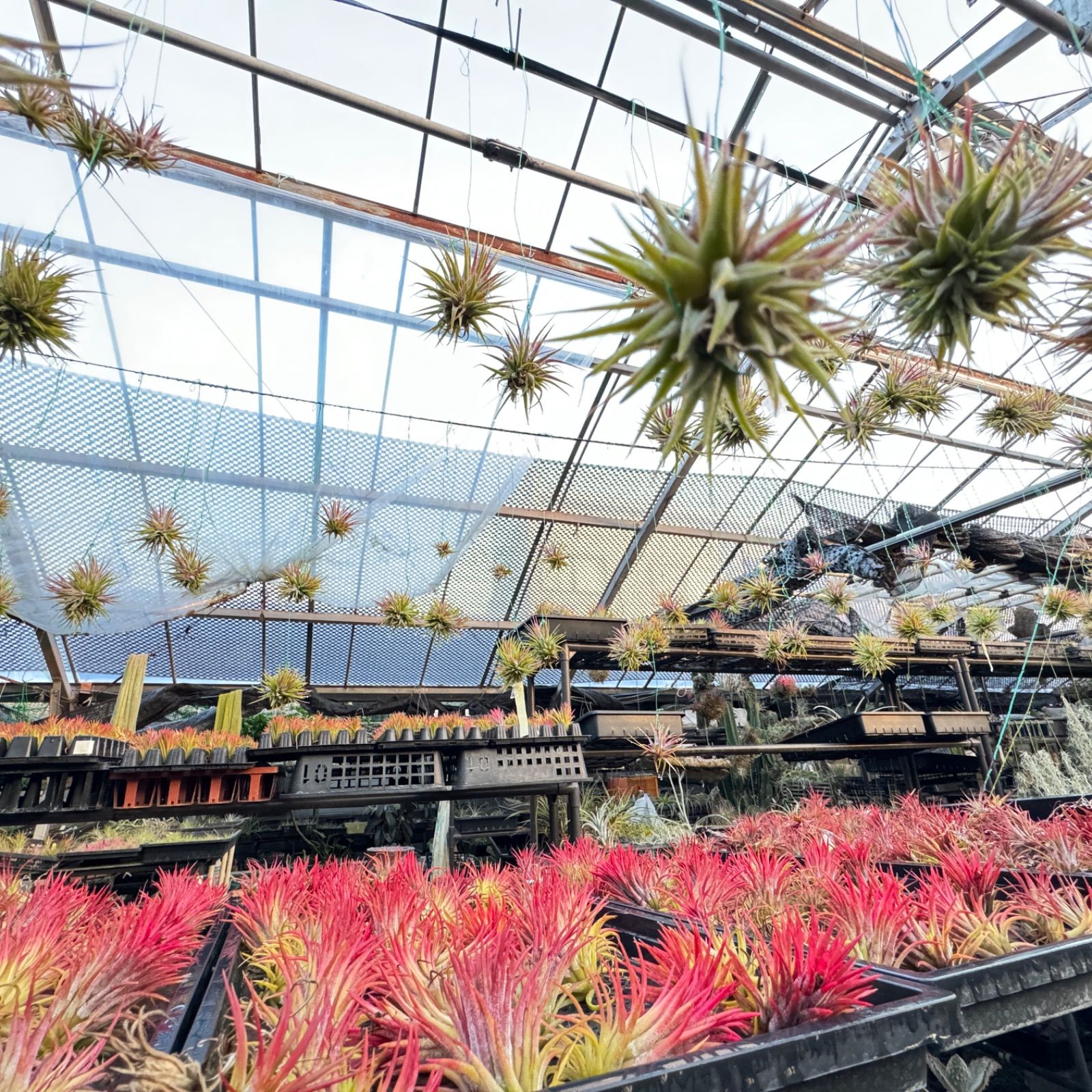 芳香花＊φ8×8＊ チランジア クロカータ トリスティス Tillandsia