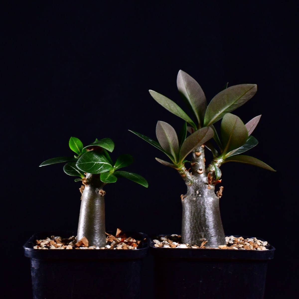 3U2 実生 2株セット アデニウム・タイ ソコトラナム KHZ Adenium thai