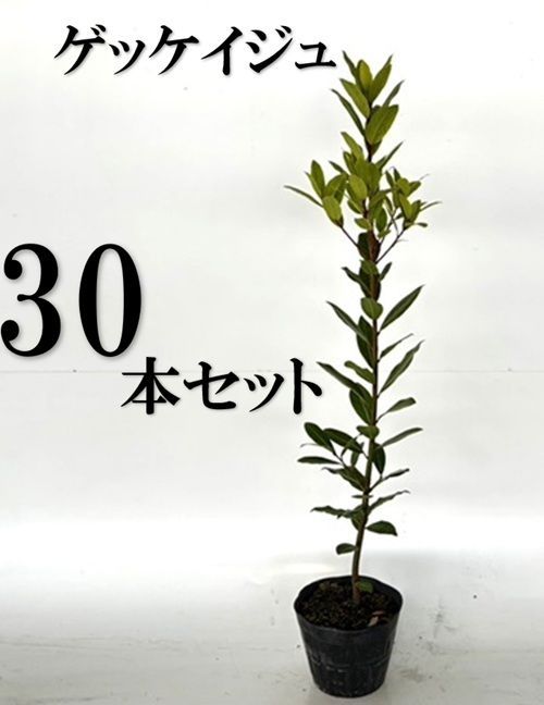 30本セット ゲッケイジュ樹高1.0m前後15cmポット
