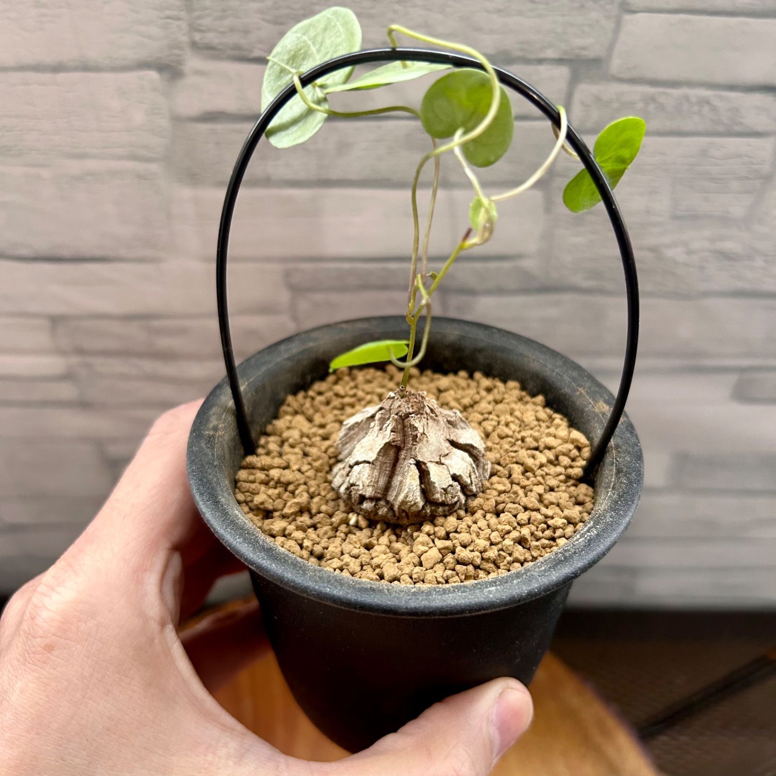 人気の福袋 予約中 新品 未使用 割れ感抜群 幅3cm超え 亀甲竜 ディオスコレア 多肉植物 塊根植物 植物 観葉植物 Bollywood Palace Fr Bollywood Palace Fr