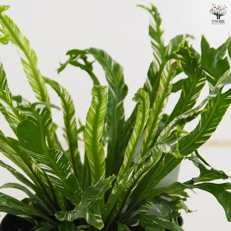 ＩＴＡＮＳＥ アスプレニウム ニダス バリエガータ シマオオタニワタリ 3号 3個セット 観葉植物 学名 Asplenium nidus variegata タイプ チャセンシダ科 常緑多年草 シダ植物 波打った葉が美しい タニワタリの一 YUZUMIYA_COM