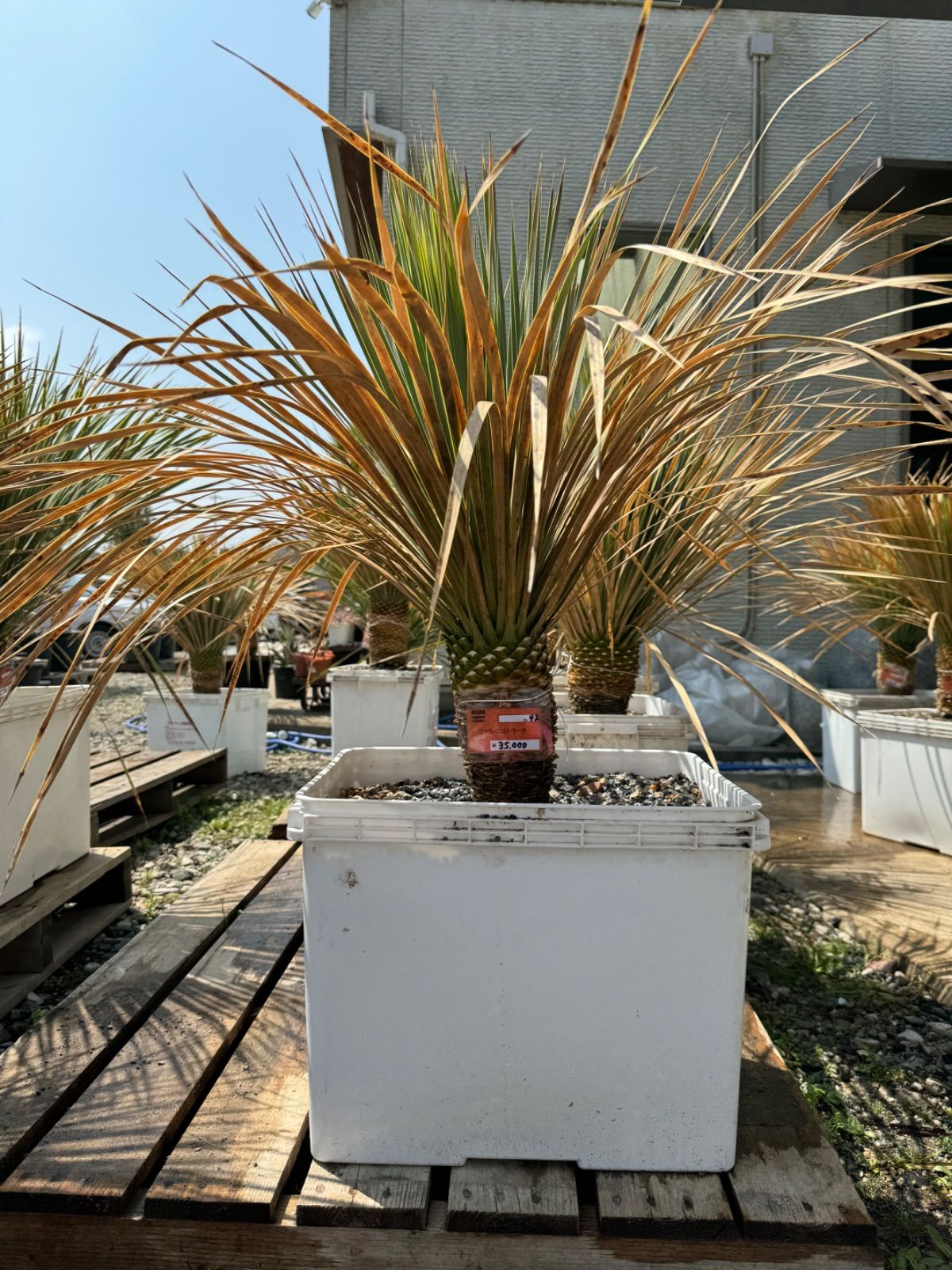 ユッカロストラータ　静岡市引き取り限定 ユッカロストラータ 静岡市引き取り限定 ユッカロストラータ 静岡市