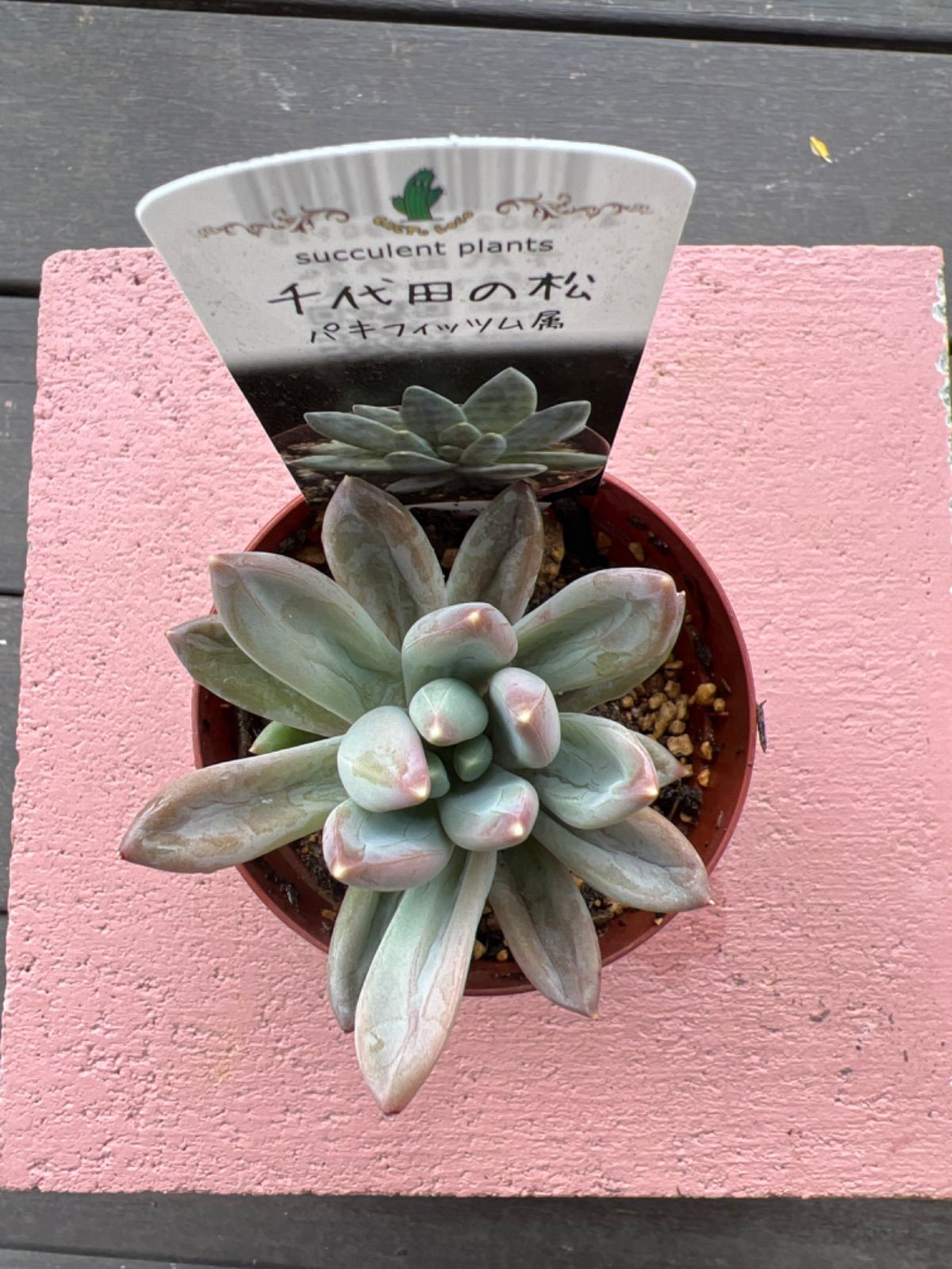 多肉植物パキフィツム シンデレラ 抜き苗 【公式通販】