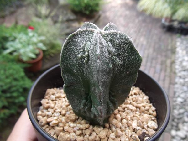 アストロフィツム 複隆ヘキラン」3.5号 サボテン科 メキシコ原産