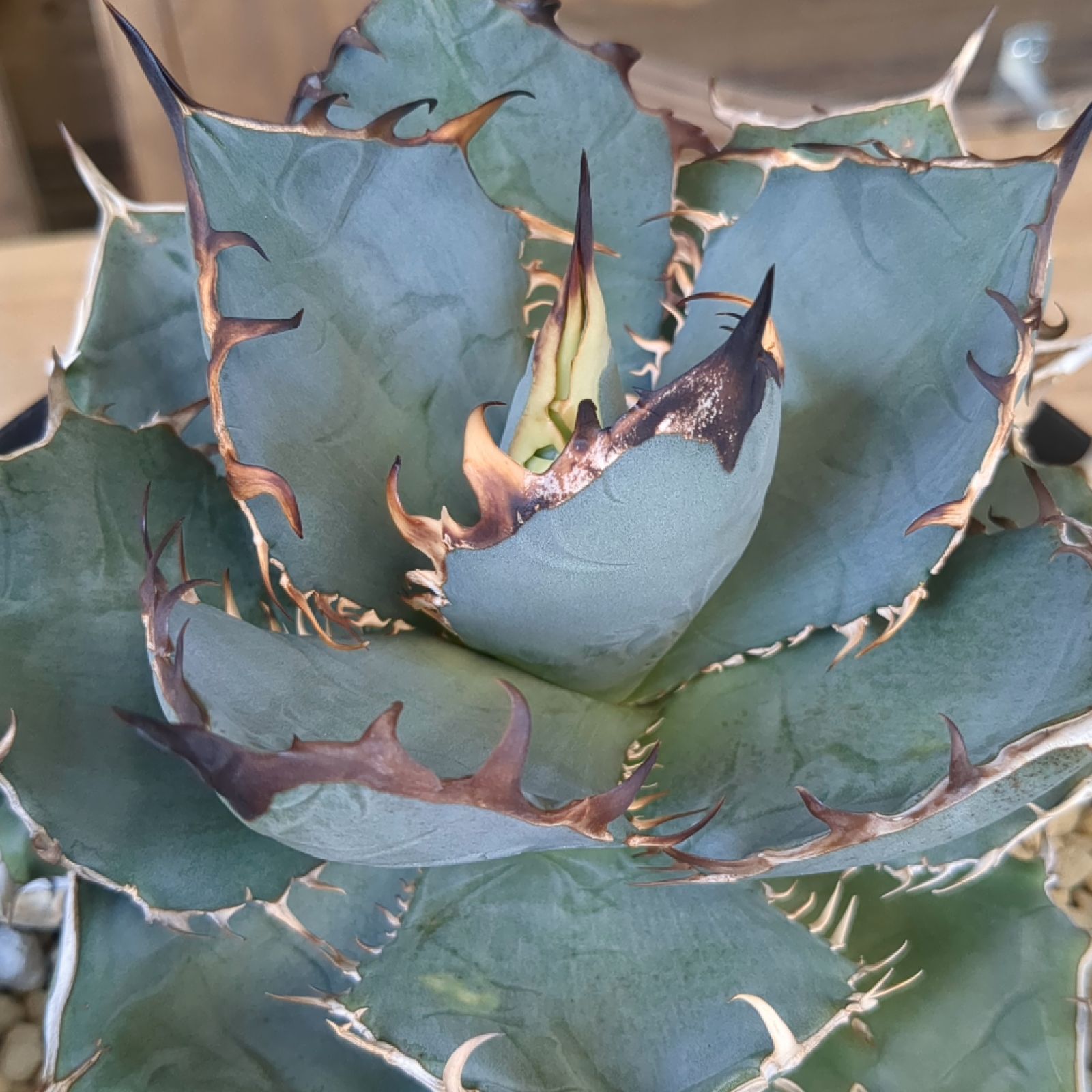 リップルエフェクト サルミアナ アガベ 鉢のまま D*R様 アガベ