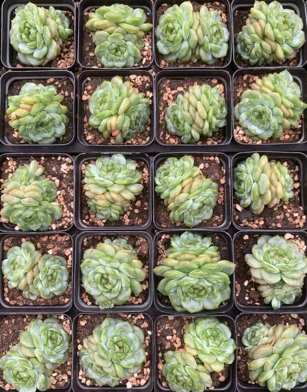 多肉植物 アエオニウム