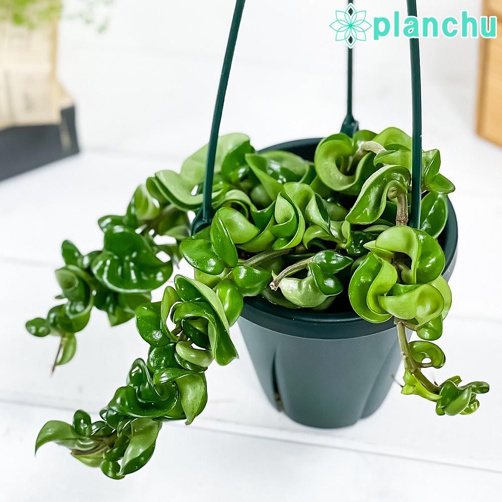 PLANCHU 観葉植物 ホヤ カルノーサ コンパクタ 4号吊り鉢 育て方