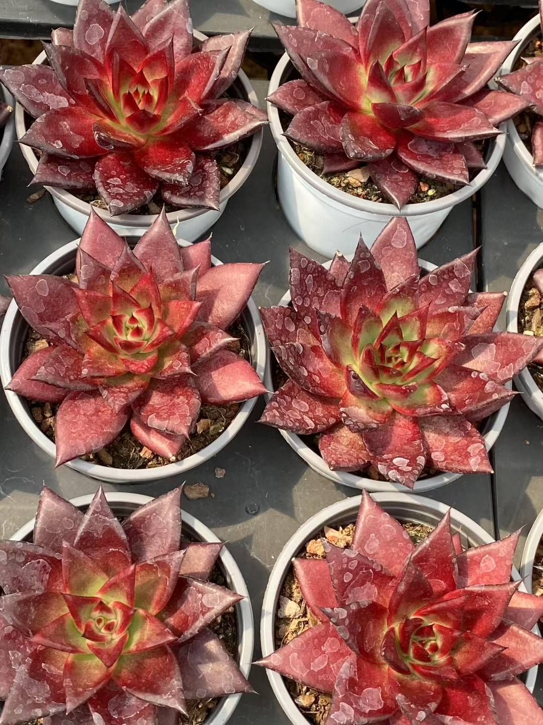 多肉植物　抜き苗　Big Red 多肉植物 抜き苗 Big Red 多肉植物 抜き苗 Big Red 【公式通販】