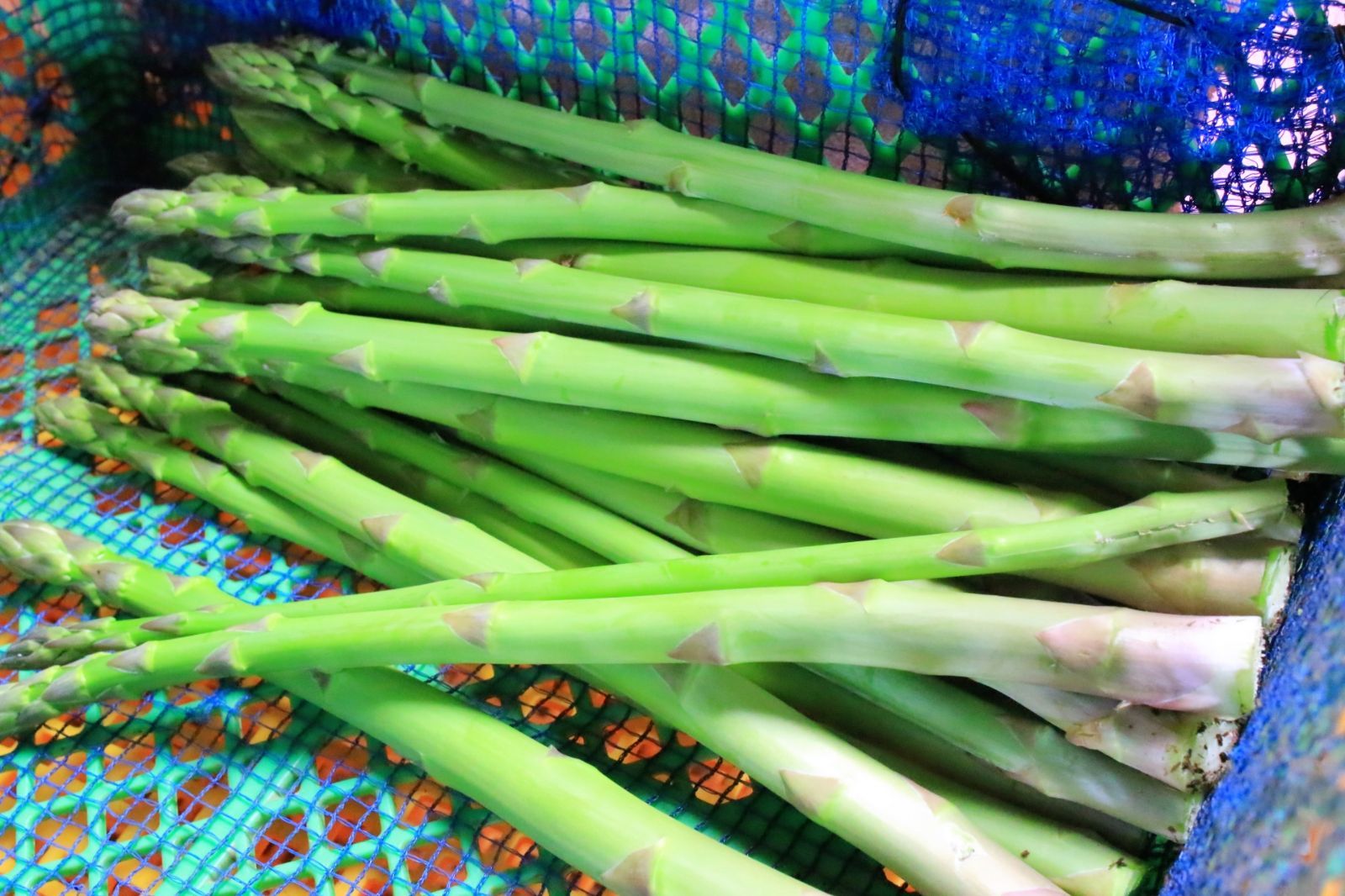 北海道 十勝産 アスパラ 訳アリ品 1kg 芽室 野菜 グリーンアスパラ 取り寄せ お土産 プレゼント