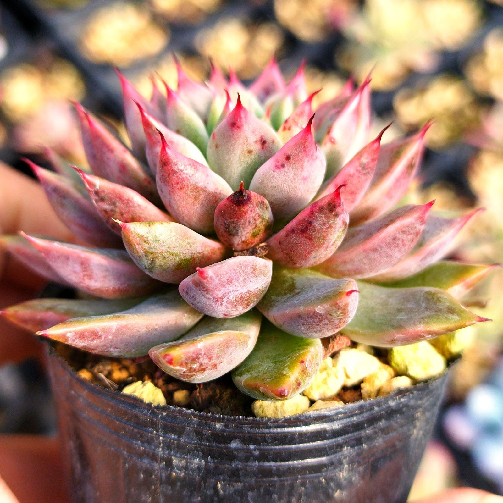 ピンクザラゴーサ エケベリア 多肉植物 抜き苗