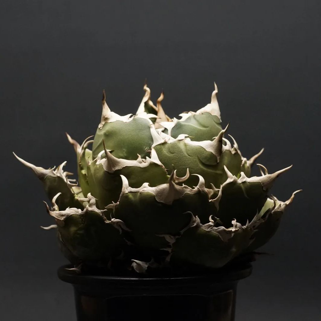 アガベ チタノタ 白鯨 綴化個体 アガベ チタノタ 白鯨 綴化個体