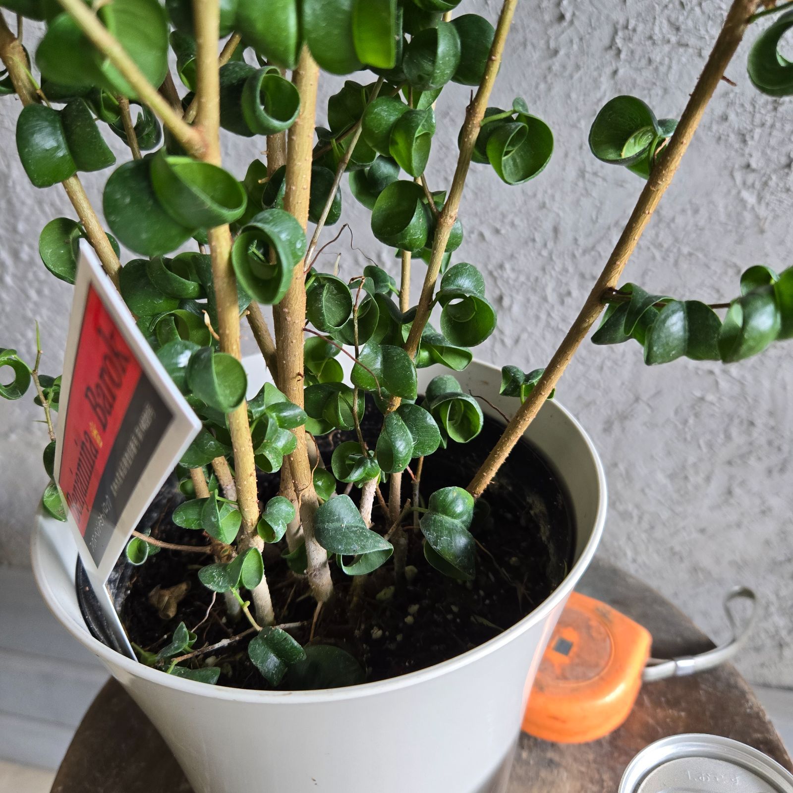 観葉植物 ① フィカス ベンジャミン ネジリ 8号 特大苗木最高等級極上品‼️