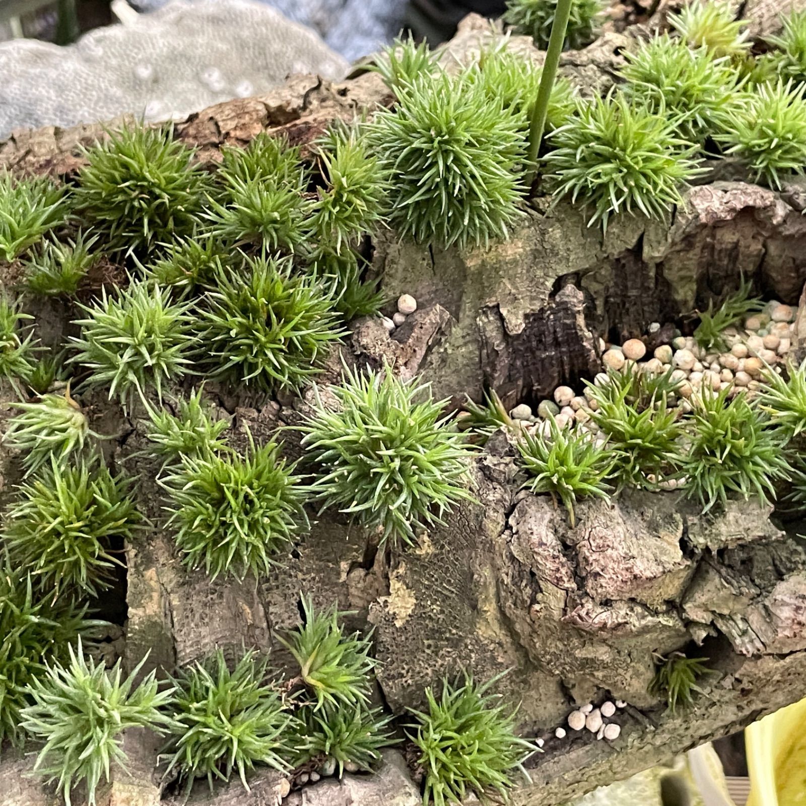 チランジア ペイラノイ Tillandsia peiranoi＊エアプランツ