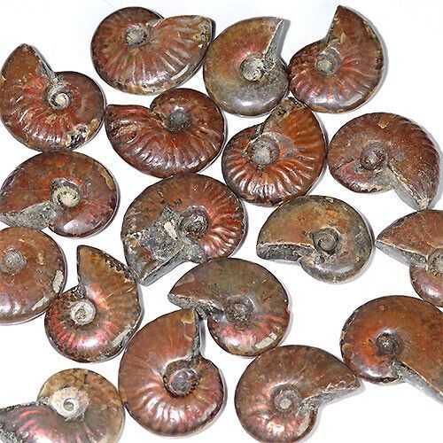 D144-L〕Lマダガスカル産 アンモナイト 化石 Ammonite 1点【ランダム