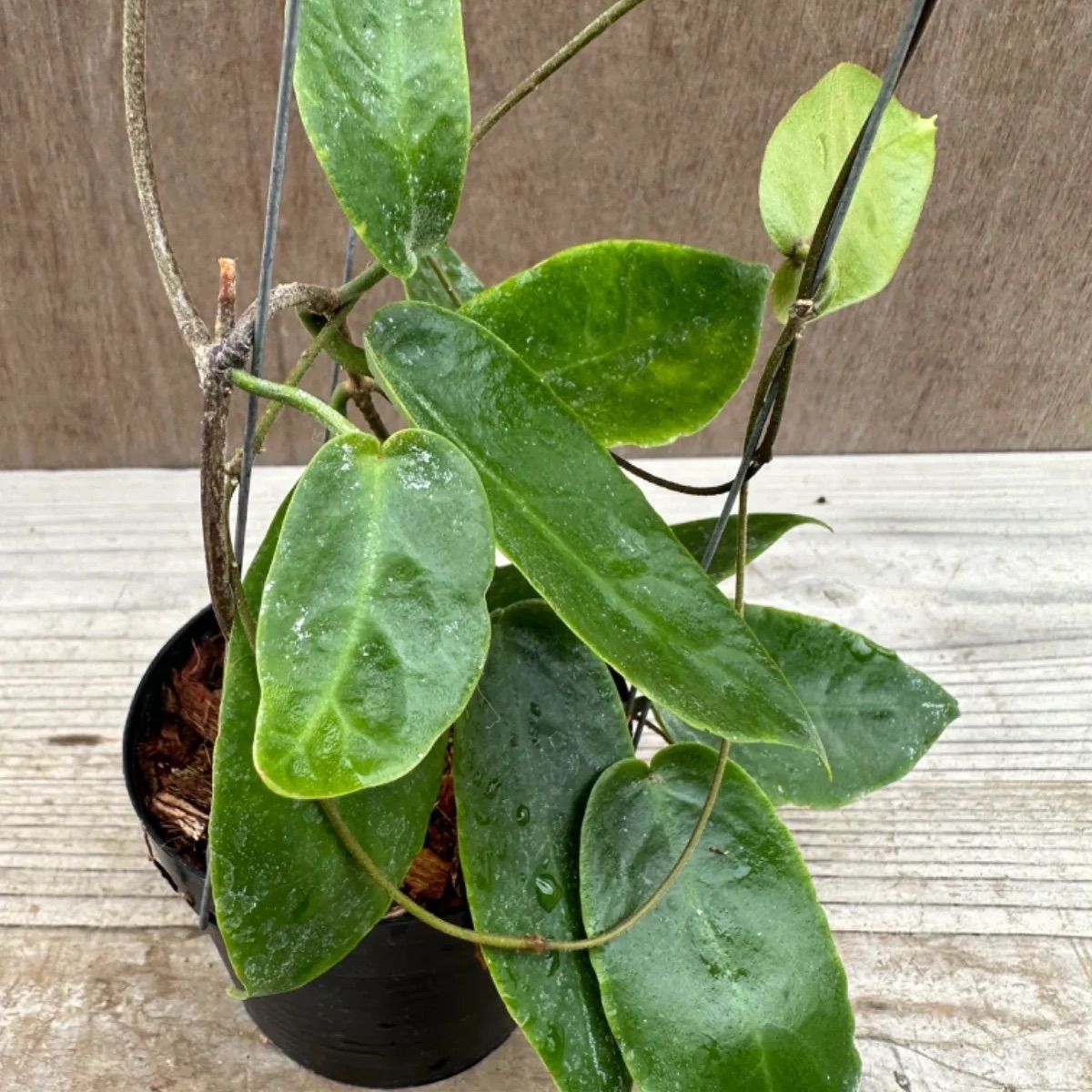 ホヤ インフラータ Hoya Inflata サクララン 桜蘭 現品 観葉植物 観葉 植物 珍奇植物 珍奇 珍しい レア 希少 つる性 つる性植物  ハンギング 吊るす 吊り下げ インテリア プレゼント おしゃれ かわいい おうち時間 グリーン アートプランツ - メルカリ