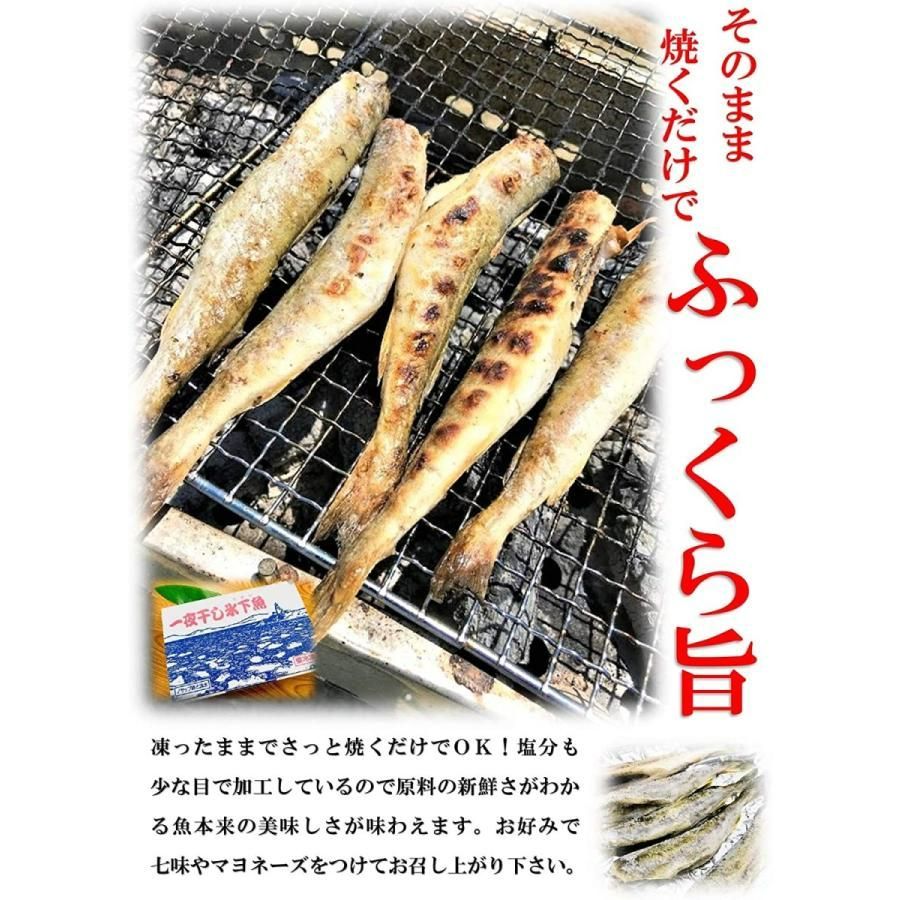 kakiya【北海道 根室産☆ コマイ 一夜干し 1kg】Ｍsサイズ  化粧箱入り 北の美味しさ！満天☆青空レストランでも紹介されました！ 氷下魚 こまい 干物